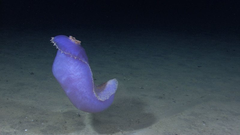 https://www.flickr.com/photos/oceanexplorergov/4679416885